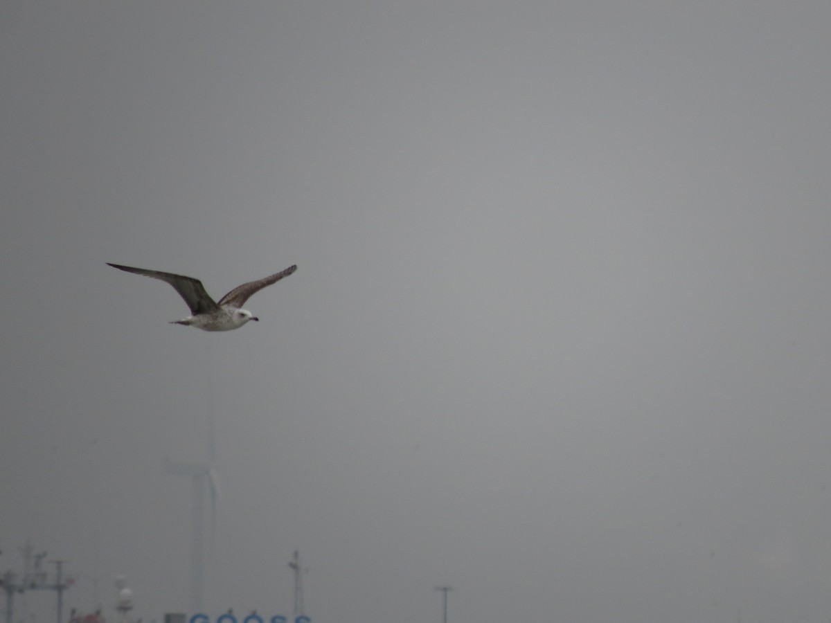 Caspian Gull - ML625773601