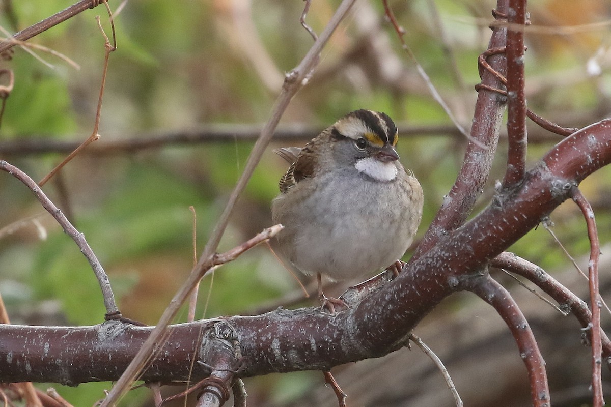 White-throated Sparrow - ML625773904