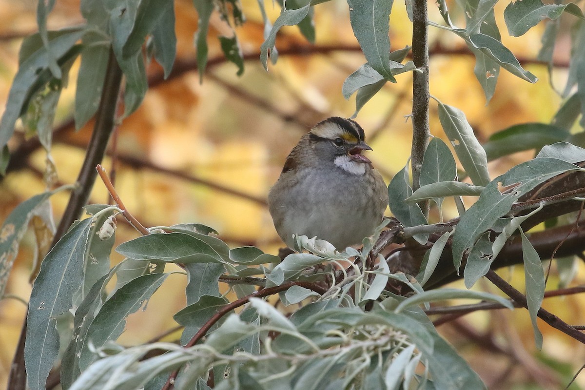 White-throated Sparrow - ML625773905