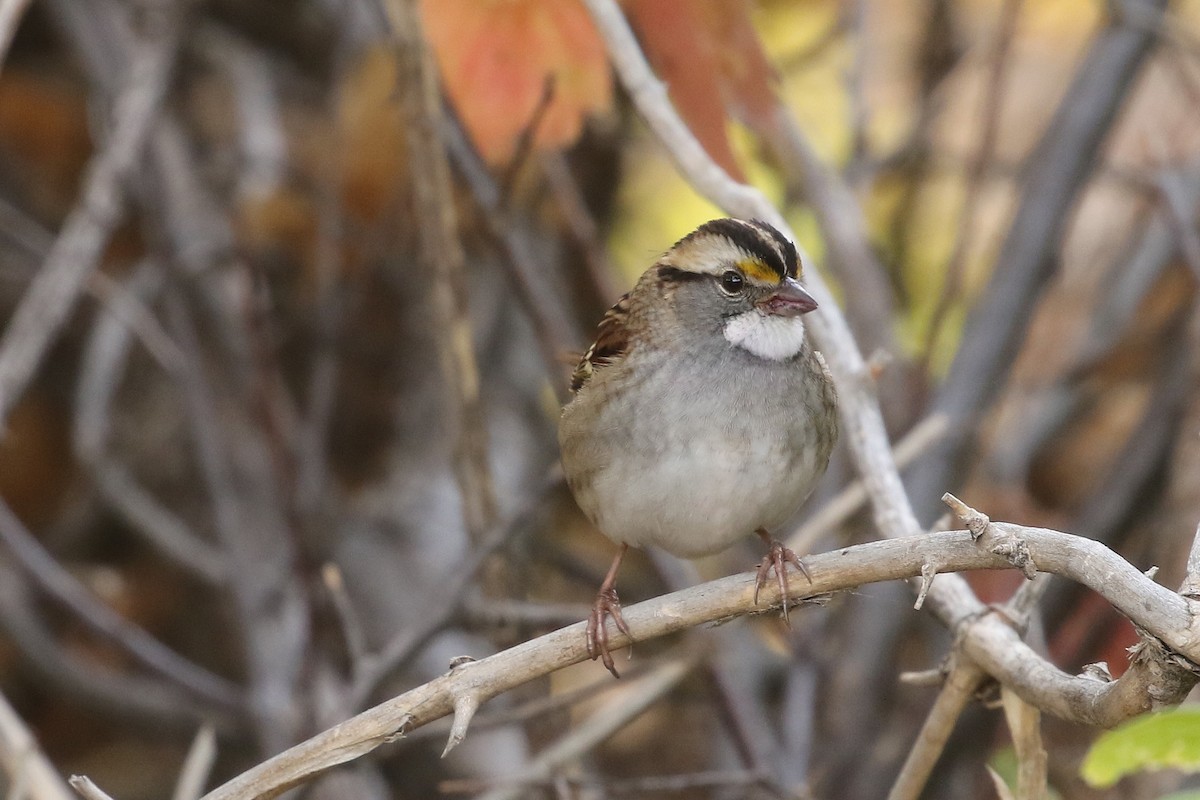 White-throated Sparrow - ML625773906