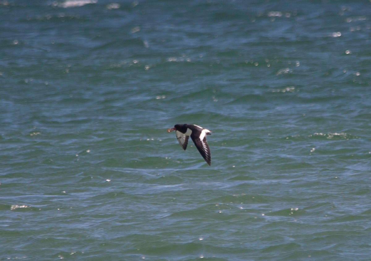 Eurasian Oystercatcher - ML62577391