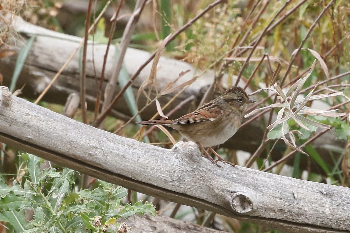 Swamp Sparrow - ML625773913