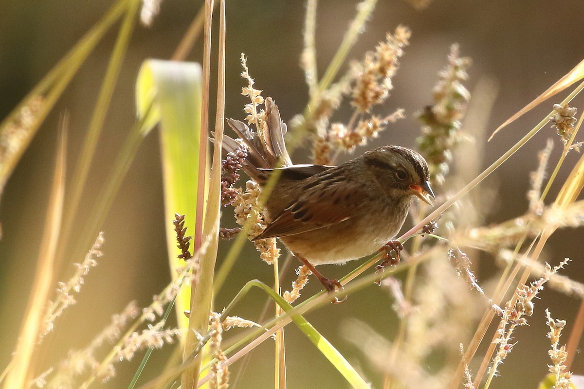 Swamp Sparrow - ML625773924