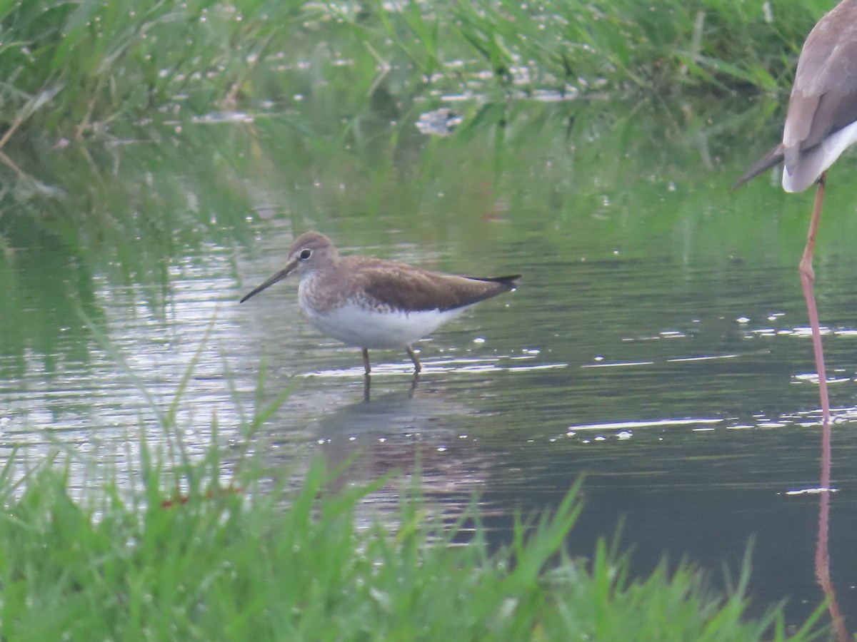 Green Sandpiper - ML625774075