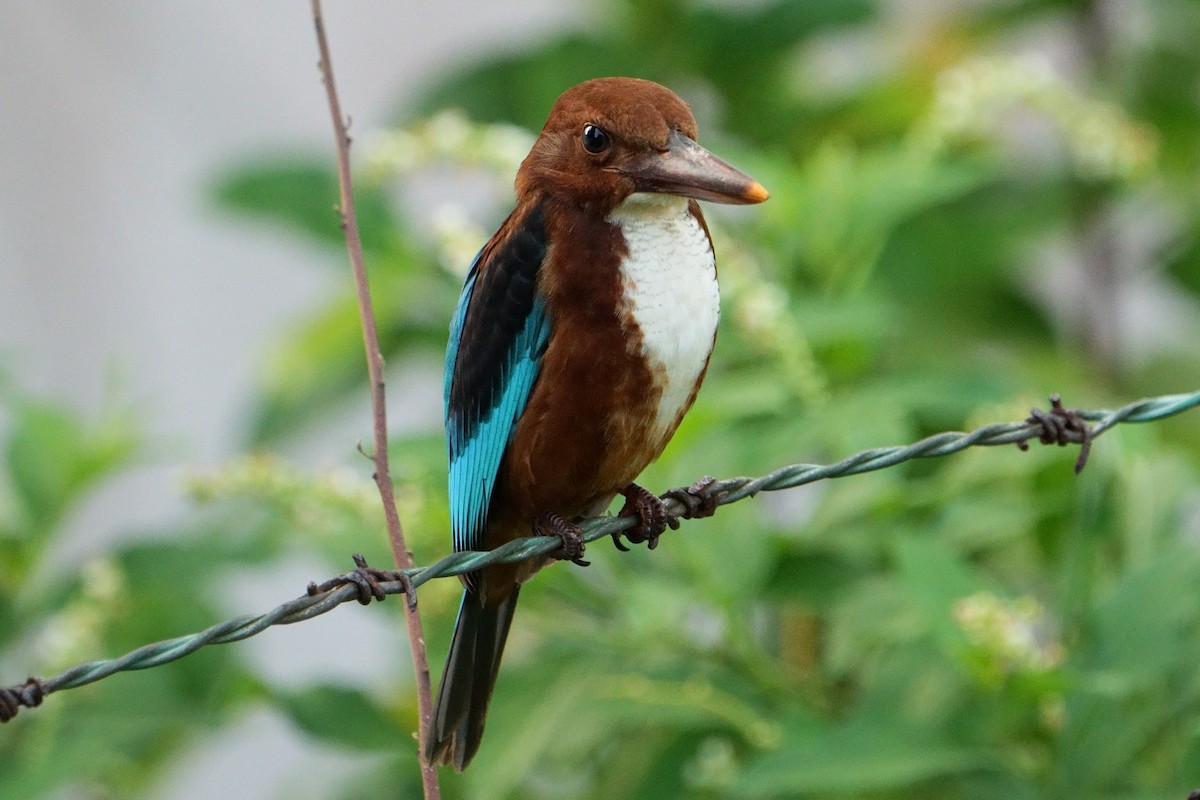White-throated Kingfisher - ML625774135