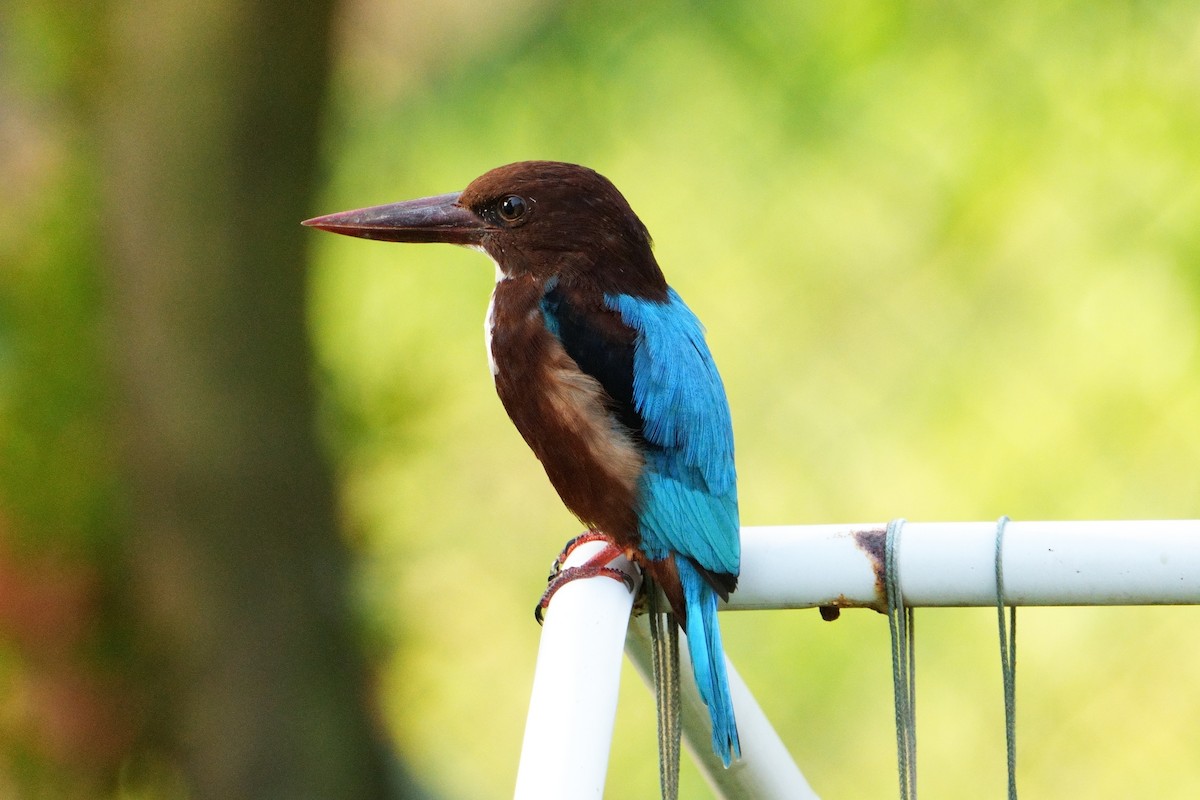 White-throated Kingfisher - ML625774136
