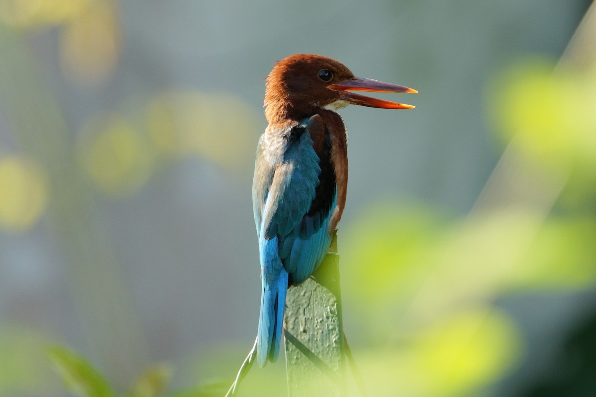 White-throated Kingfisher - ML625774137