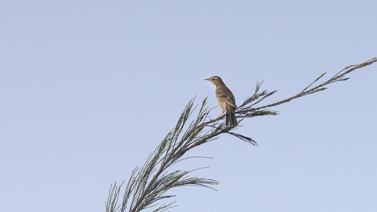 Хээрийн шийхнүүхэй - ML625774170