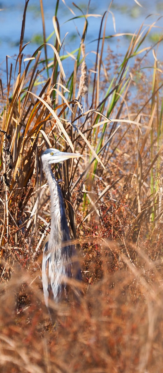 Great Blue Heron (Great Blue) - ML625774212