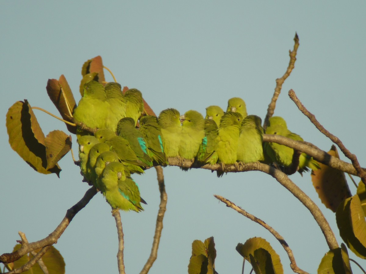 Mexican Parrotlet - Mike Grant