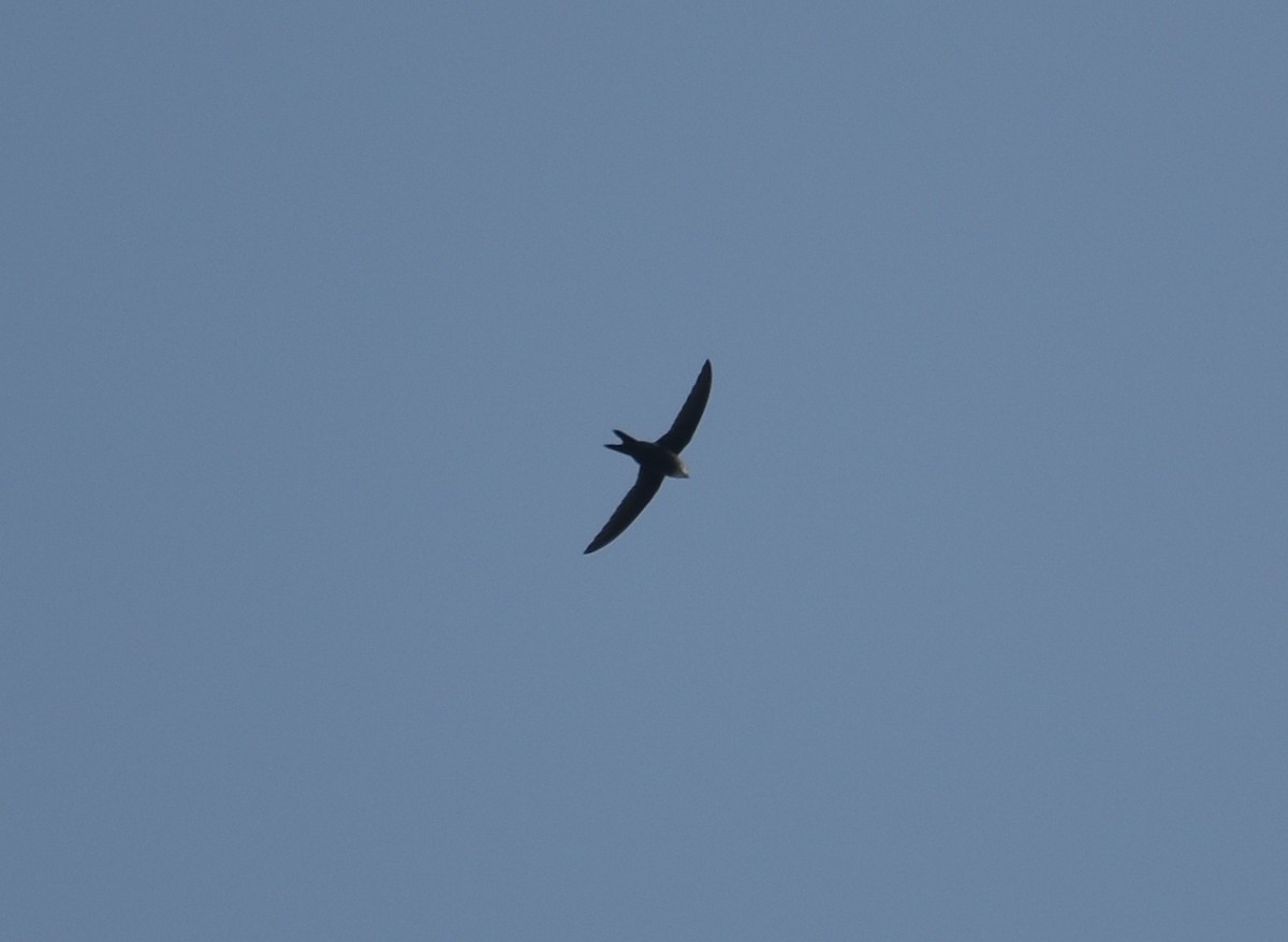Blyth's Swift - ML625774428