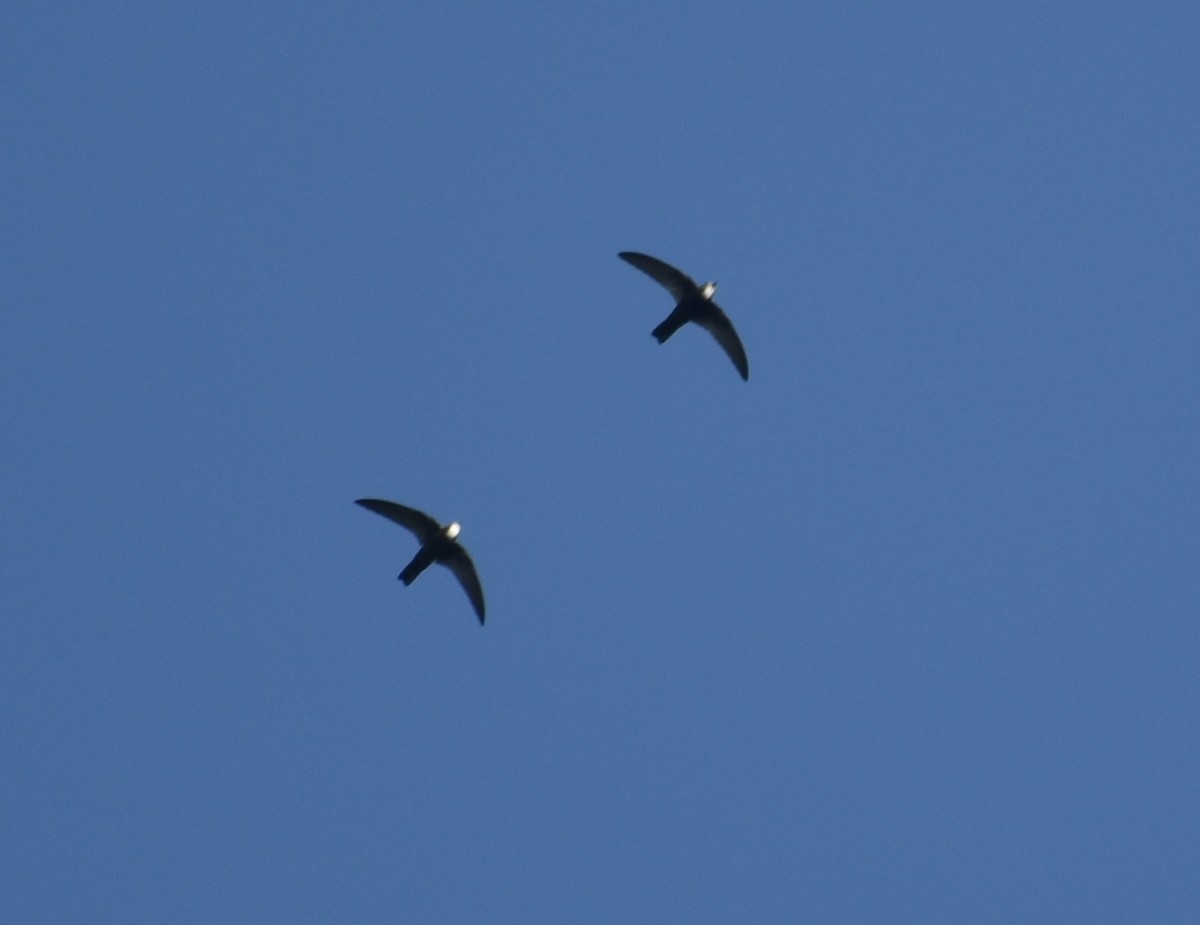 Little Swift - ML625774434