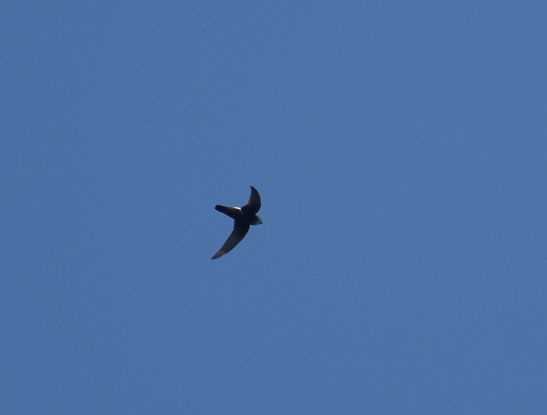 Little Swift - ML625774435