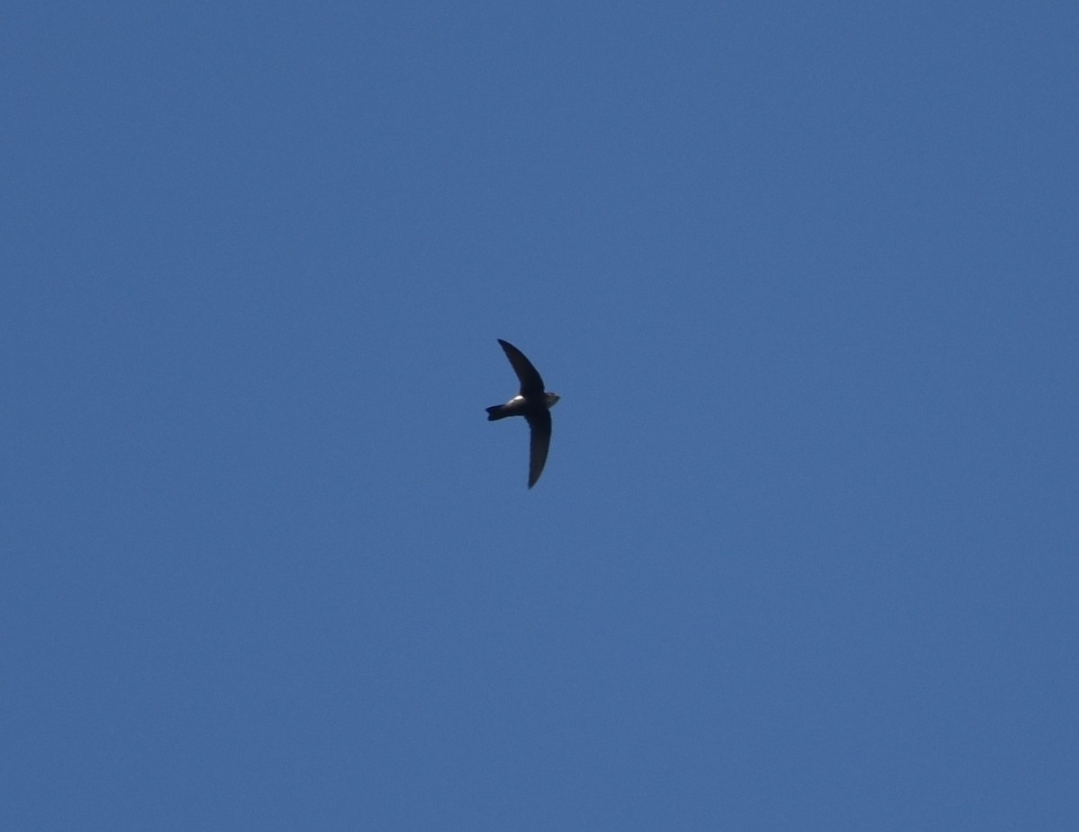 Little Swift - ML625774436