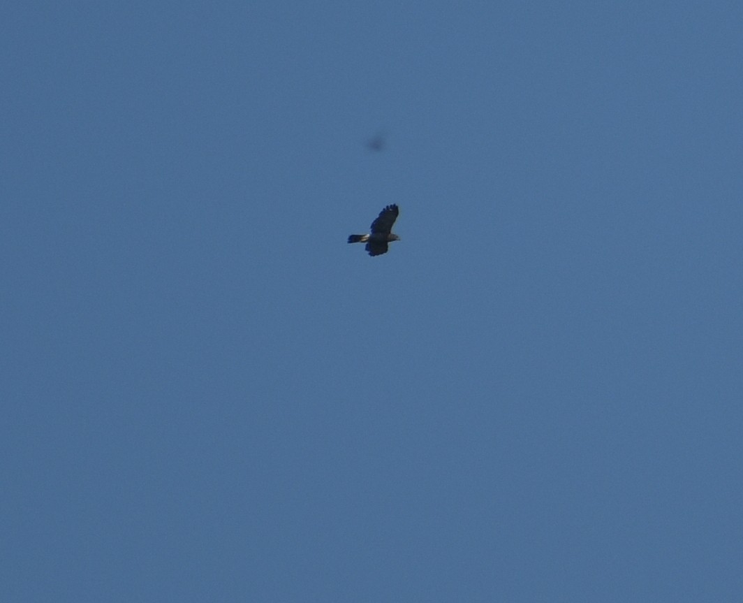 Crested Goshawk - ML625774466