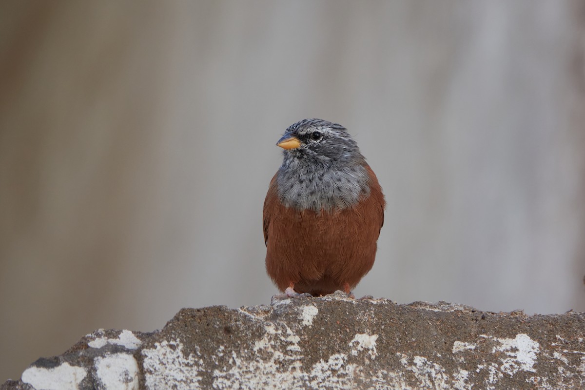 House Bunting - ML625774477