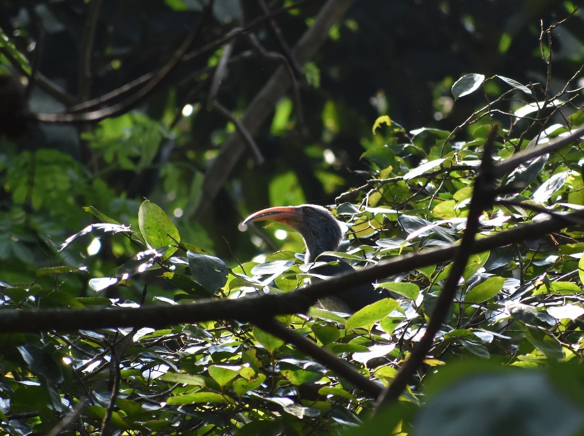Grauhornvogel - ML625774489