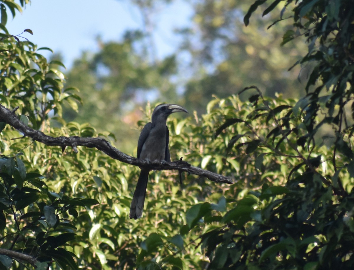 Grauhornvogel - ML625774490
