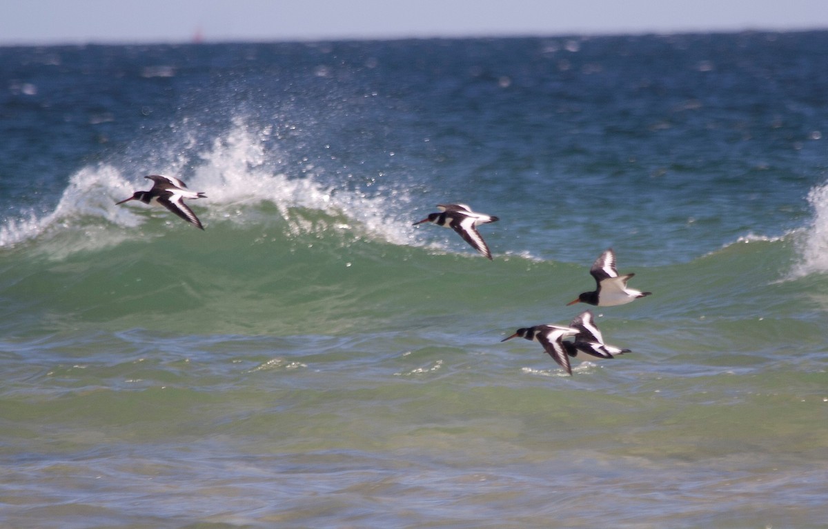 Eurasian Oystercatcher - ML62577451