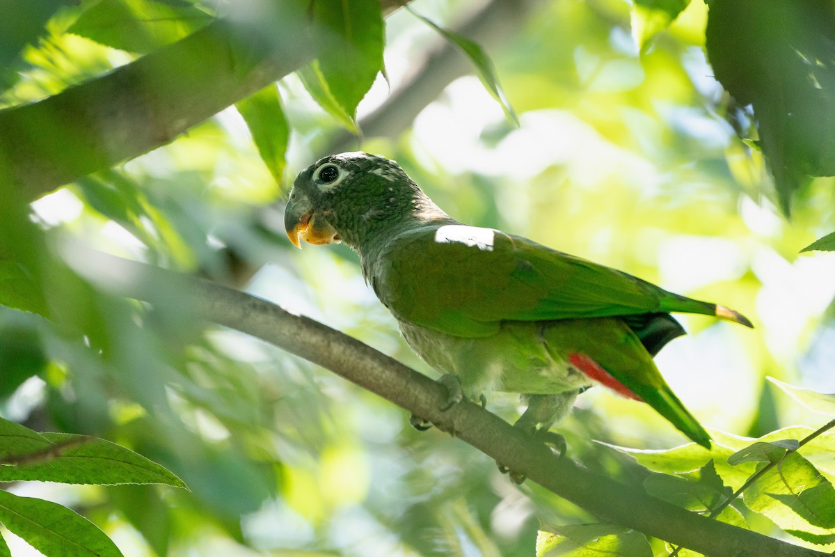 Scaly-headed Parrot - ML625774511