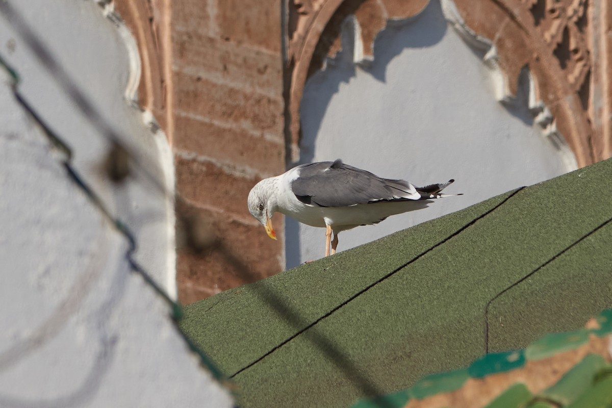 Larus sp. - ML625774536