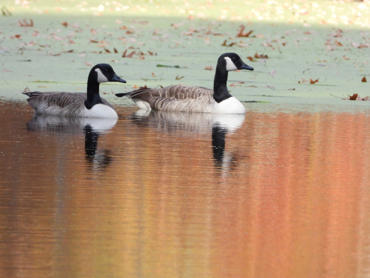 Canada Goose - ML625774938