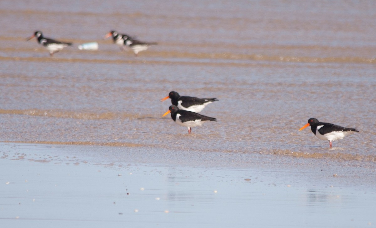 Eurasian Oystercatcher - ML62577501