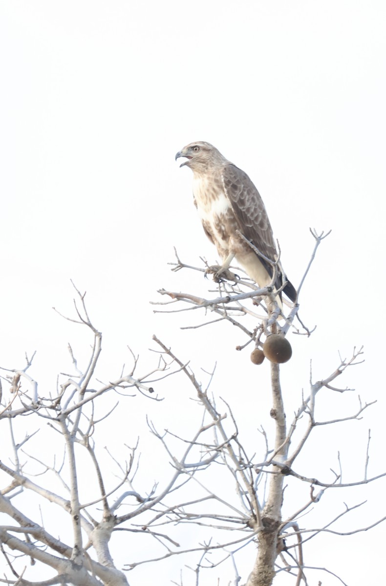 Madagascar Cuckoo-Hawk - ML625775010