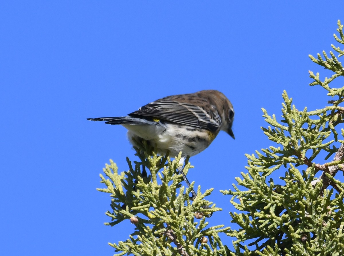 Yellow-rumped Warbler (Audubon's) - ML625775060