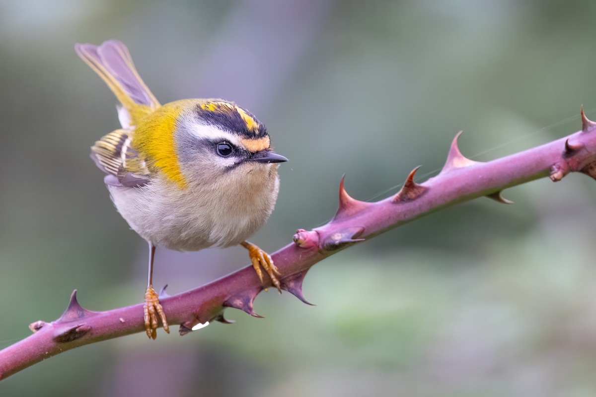 Common Firecrest - ML625775062