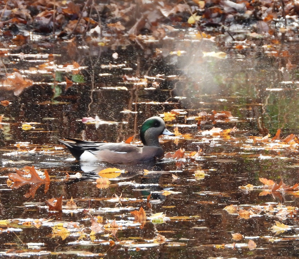 American Wigeon - ML625775064