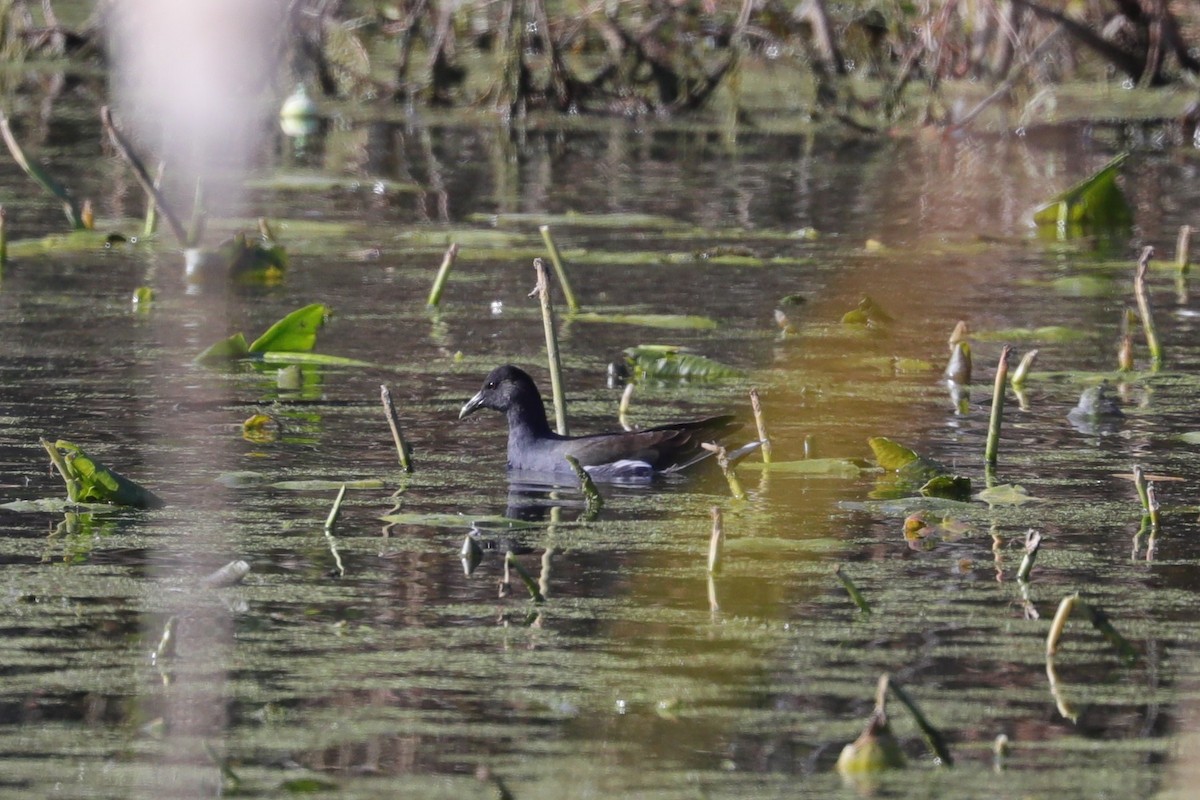 Common Gallinule - ML625775066
