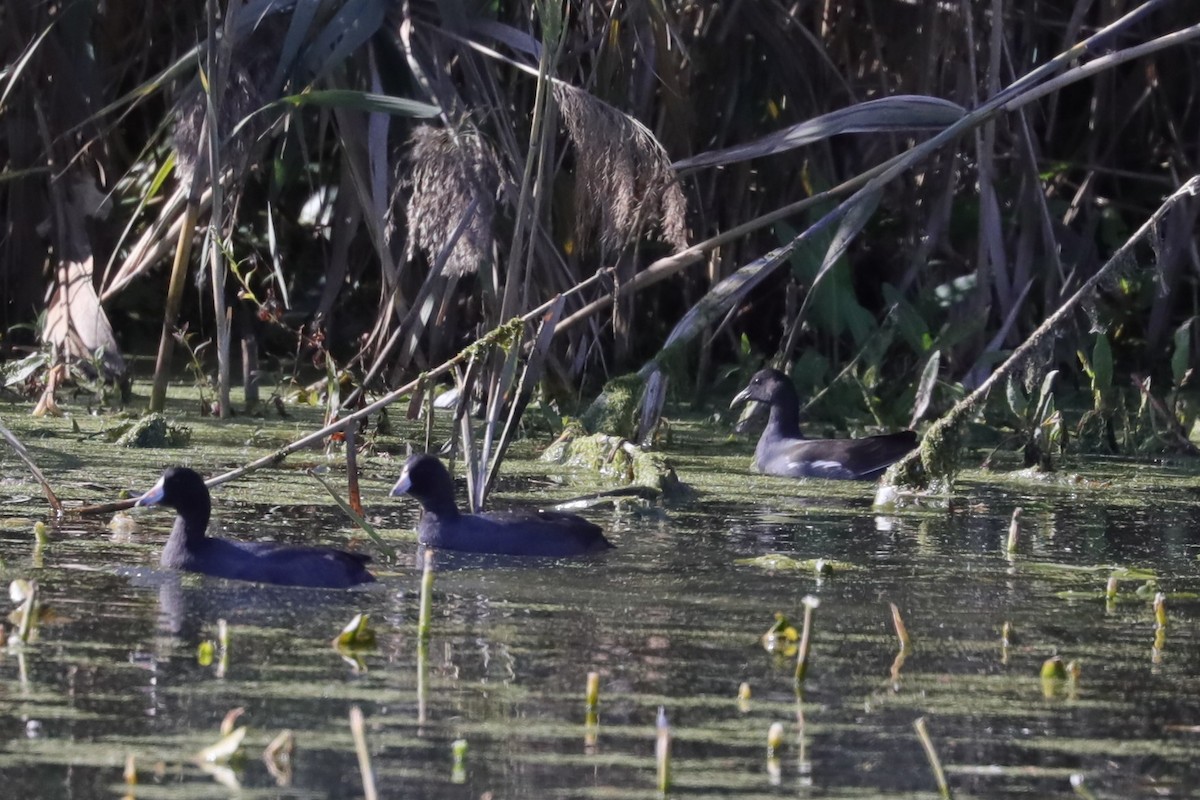 Common Gallinule - ML625775067