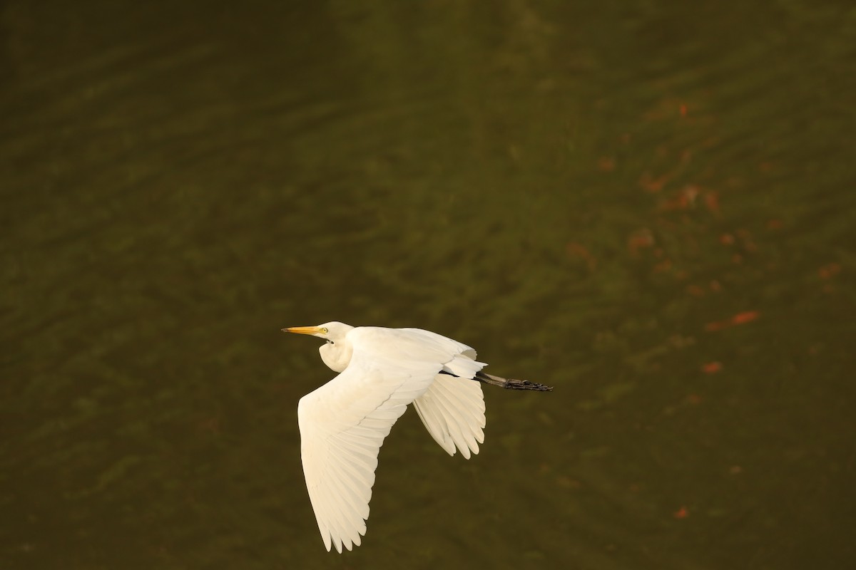 Medium Egret - ML625775349