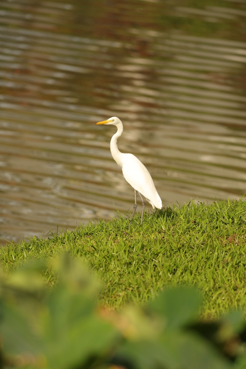 Medium Egret - ML625775352