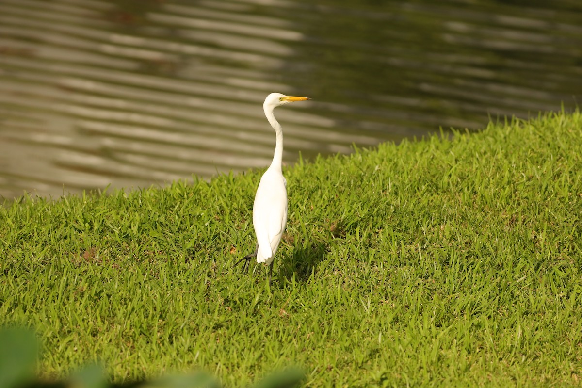 Medium Egret - ML625775353