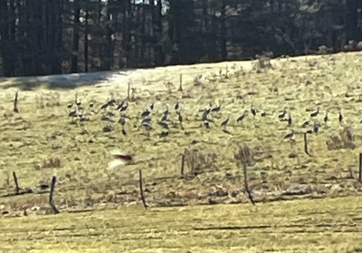 Sandhill Crane - ML625775360