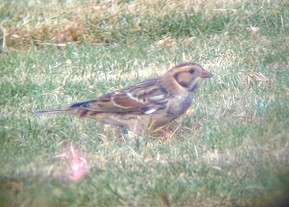 Lapland Longspur - ML625775486