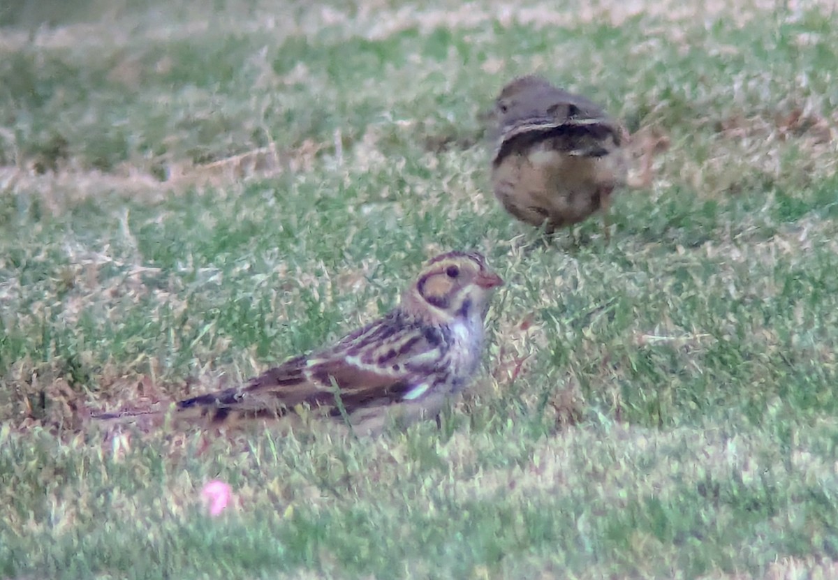 Lapland Longspur - ML625775487