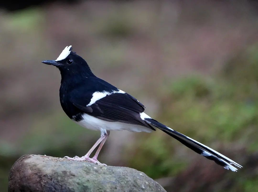 White-crowned Forktail - ML625775499