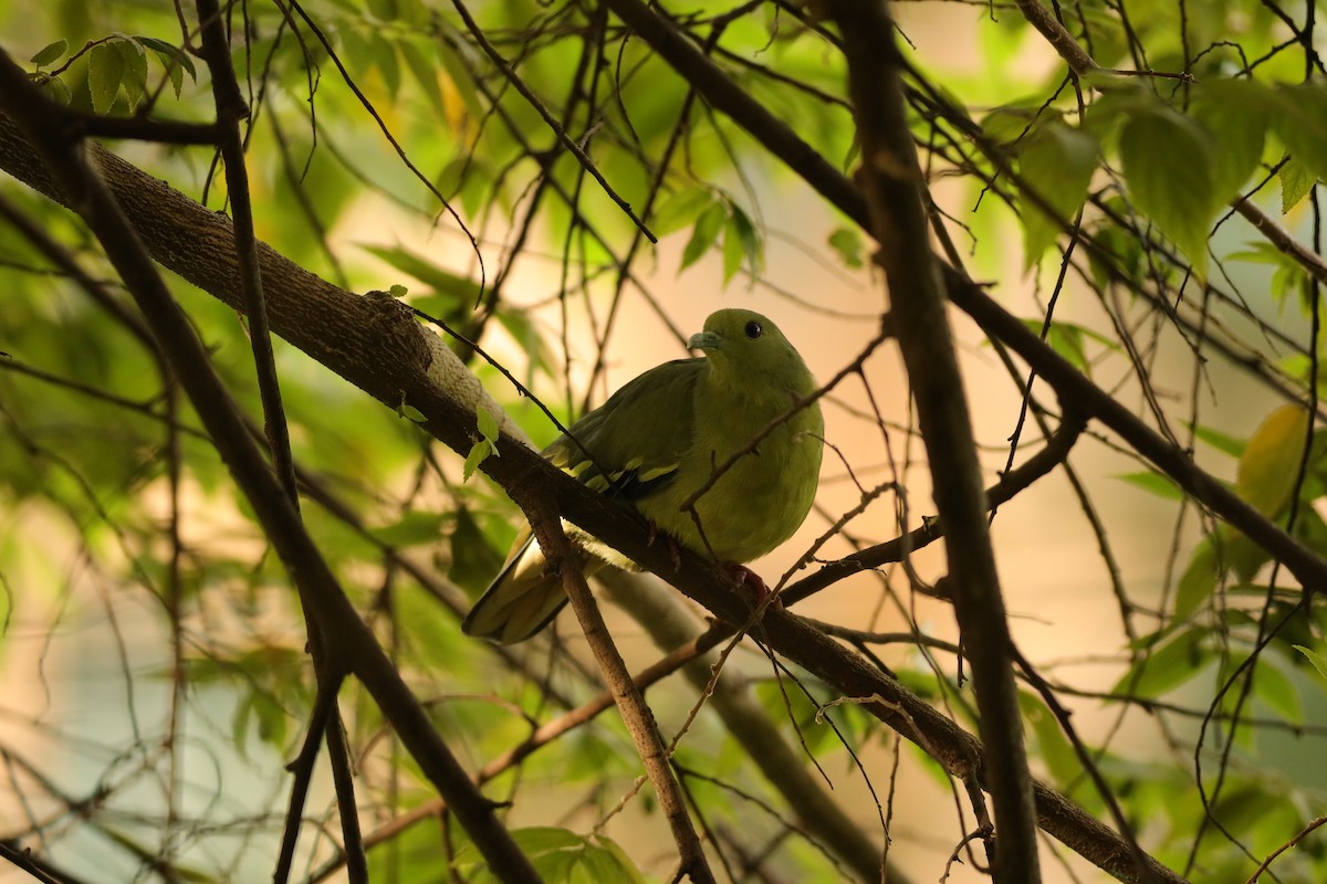 Pink-necked Green-Pigeon - ML625775520