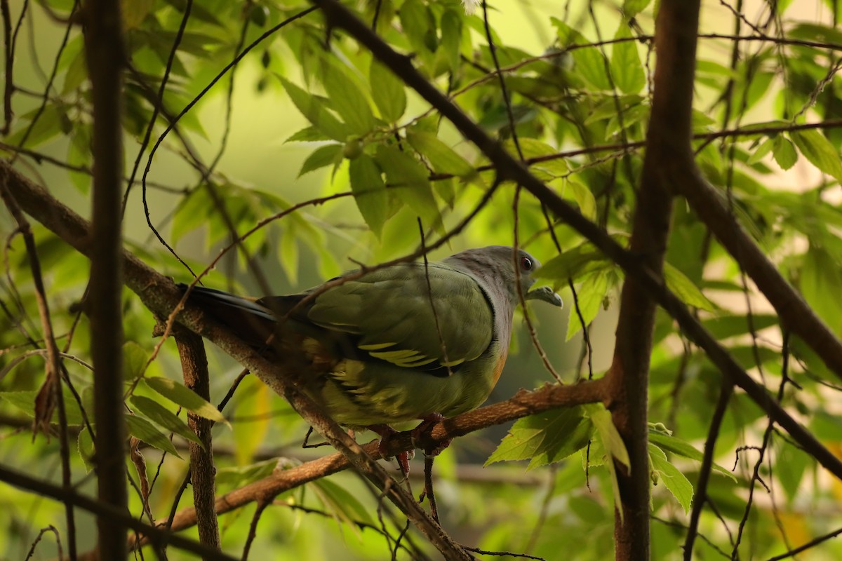 Pink-necked Green-Pigeon - ML625775521