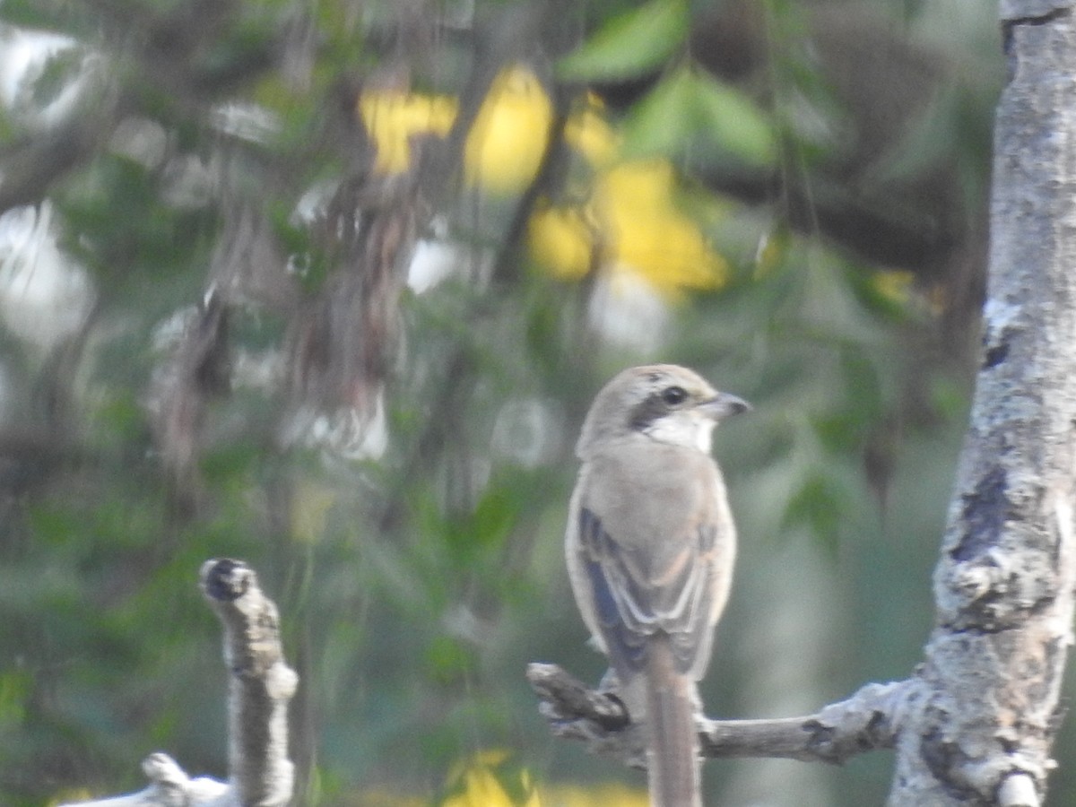 Common Woodshrike - ML625775622