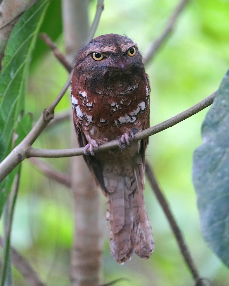 Javan Frogmouth - ML625775690