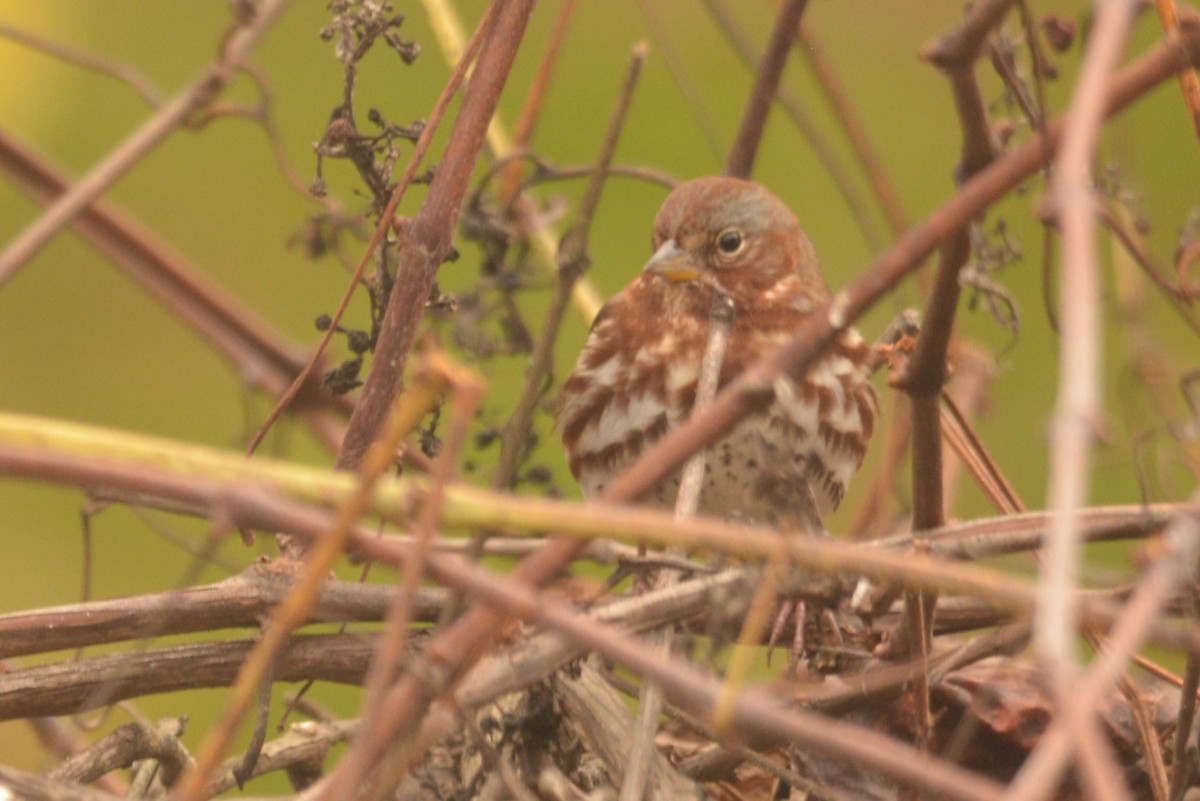 Fox Sparrow - ML625775783