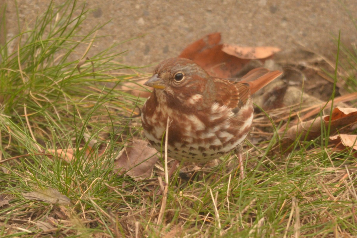 Fox Sparrow - ML625775784