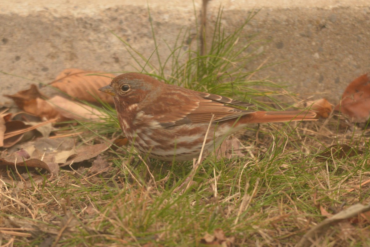 Fox Sparrow - ML625775785