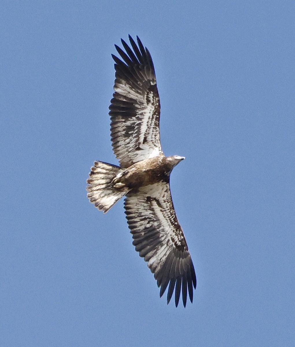 Bald Eagle - ML625775860