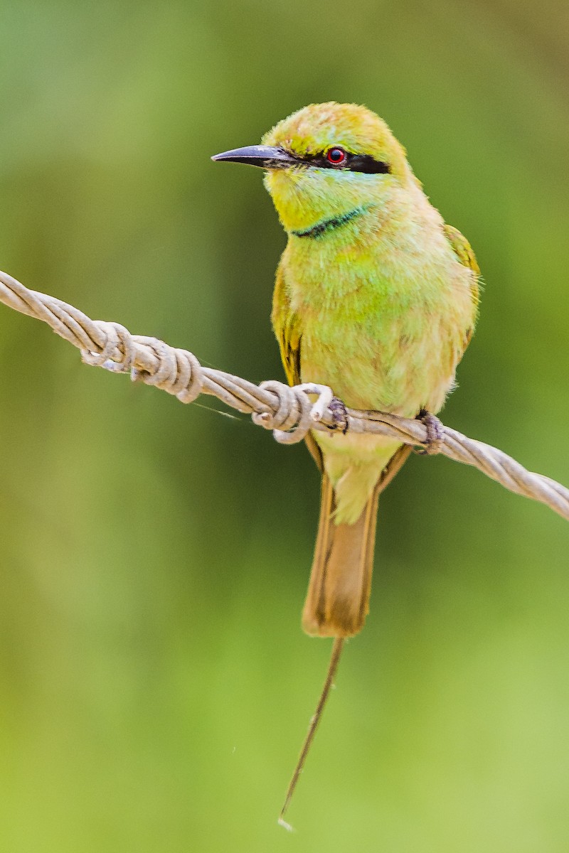 African Green Bee-eater - ML625775869