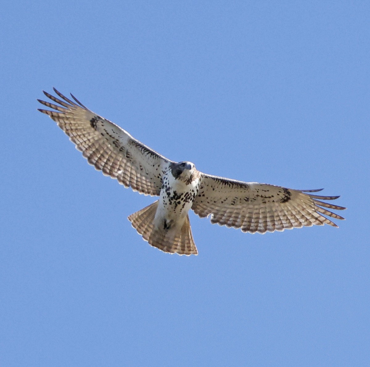 Red-tailed Hawk - ML625775870